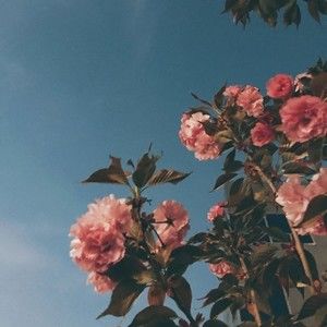 Meet your Posher, Joy